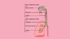 Presentations 'Common Cold', 4.