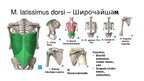 Presentations 'Мышцы корпуса. Часть 3', 4.