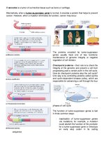 Summaries, Notes 'Mutations, DNA Repair, and Cancer', 3.