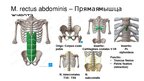 Presentations 'Мышцы корпуса', 3.