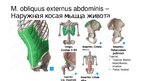Presentations 'Мышцы корпуса', 4.