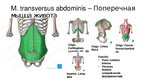 Presentations 'Мышцы корпуса', 6.