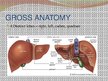 Presentations 'Liver - Anatomy and Functions', 3.