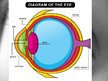 Presentations 'Anatomy of Eye', 2.