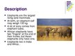 Presentations 'Elephants', 2.