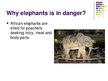 Presentations 'Elephants', 6.