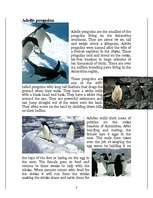 Research Papers 'Penguins', 3.