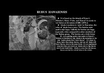 Presentations 'Flora of Hawaiian Islands', 3.