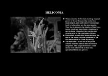 Presentations 'Flora of Hawaiian Islands', 10.
