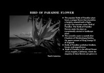 Presentations 'Flora of Hawaiian Islands', 11.