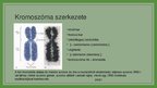 Presentations 'Kromoszóma', 5.