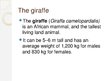 Presentations 'The Giraffe', 2.