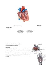 Summaries, Notes 'The Cardio-Respiratory and Energy Systems', 7.