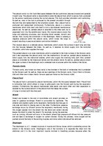 Summaries, Notes 'The Cardio-Respiratory and Energy Systems', 10.