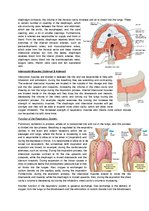 Summaries, Notes 'The Cardio-Respiratory and Energy Systems', 11.