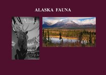 Presentations 'Alaska Fauna', 1.