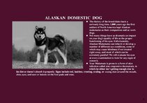 Presentations 'Alaska Fauna', 6.