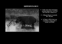 Presentations 'Fauna of Africa', 10.