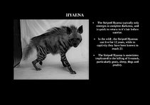 Presentations 'Fauna of Africa', 11.