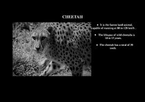 Presentations 'Fauna of Africa', 15.
