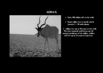 Presentations 'Fauna of Africa', 16.