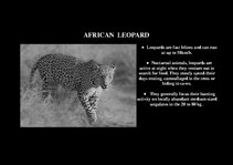 Presentations 'Fauna of Africa', 46.