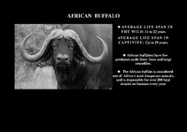 Presentations 'Fauna of Africa', 63.