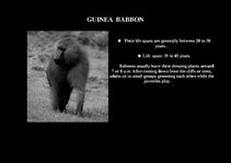 Presentations 'Fauna of Africa', 65.