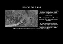 Presentations 'Fauna of Africa', 88.
