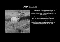 Presentations 'Fauna of Africa', 93.