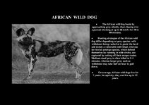 Presentations 'Fauna of Africa', 143.