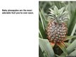 Presentations 'Pineapple', 10.