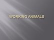 Presentations 'Working Animals', 3.