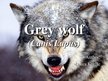 Presentations 'Grey Wolf', 1.